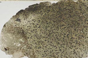 Plane Polarized, S60989