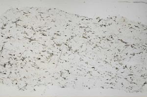 Plane Polarized, S61112