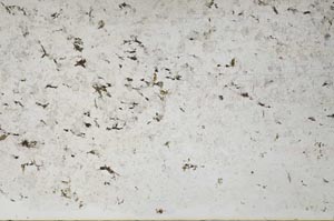 Plane Polarized, S61134