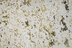 Plane Polarized, S61139