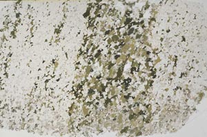 Plane Polarized, S61259