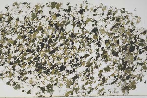 Plane Polarized, S61271