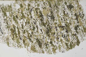 Plane Polarized, S61276