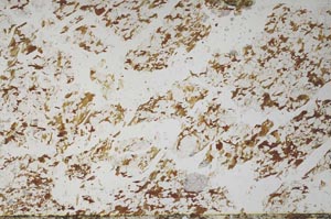 Plane Polarized, S61279