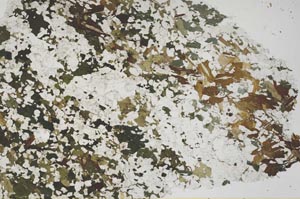 Plane Polarized, S61285