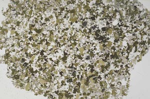 Plane Polarized, S61288