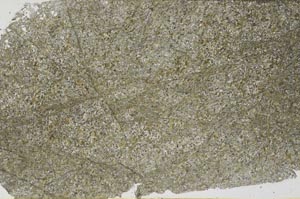 Plane Polarized, S61292