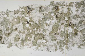 Plane Polarized, S61303