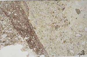 Plane Polarized, S61308