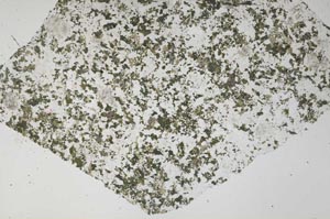 Plane Polarized, S61319/A