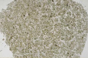 Plane Polarized, S61321