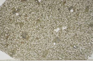 Plane Polarized, S61327