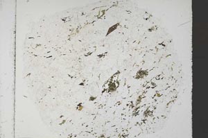 Plane Polarized, S61328