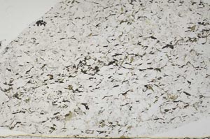 Plane Polarized, S61329