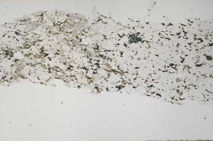 Plane Polarized, S61331