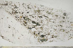 Plane Polarized, S61331/A