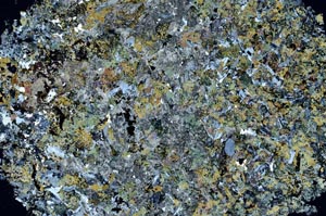 Cross Polarized, S61333