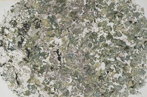 Plane Polarized, S61333