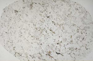 Plane Polarized, S61335