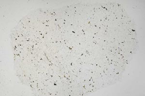 Plane Polarized, S61336