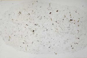 Plane Polarized, S61337