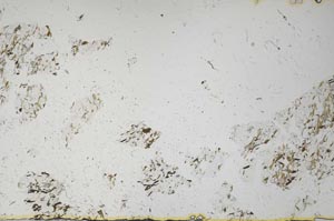 Plane Polarized, S61339