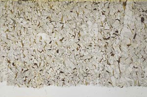 Plane Polarized, S61342