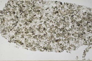 Plane Polarized, S61352