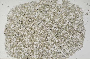 Plane Polarized, S61353