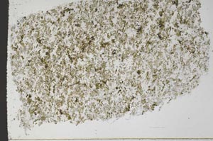 Plane Polarized, S61355