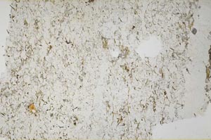 Plane Polarized, S61357