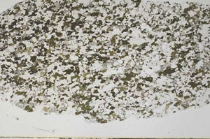 Plane Polarized, S61380