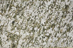 Plane Polarized, S61387