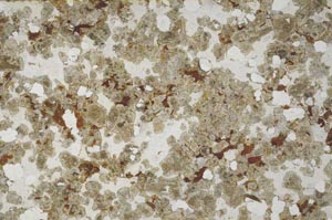 Plane Polarized, S61391