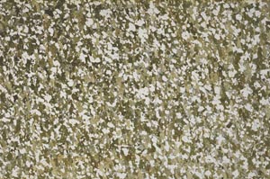 Plane Polarized, S61399