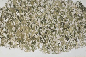 Plane Polarized, S61415