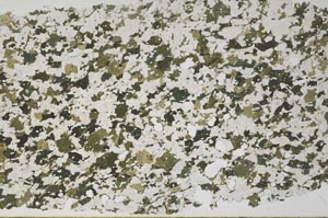 Plane Polarized, S61416