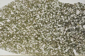 Plane Polarized, S61425