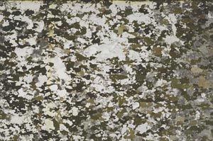 Plane Polarized, S61434