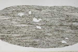 Plane Polarized, S61493