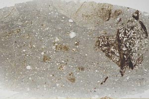 Plane Polarized, S61517