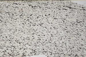 Plane Polarized, S61518