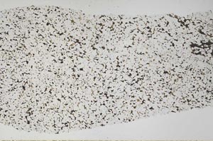Plane Polarized, S61531