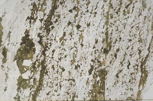 Plane Polarized, S61546