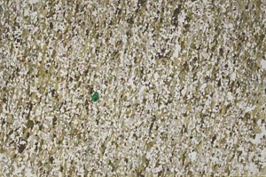 Plane Polarized, S61547