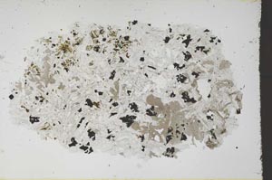 Plane Polarized, S61591