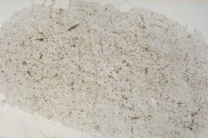 Plane Polarized, S61659