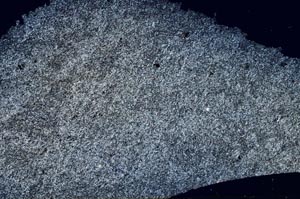 Cross Polarized, S61664