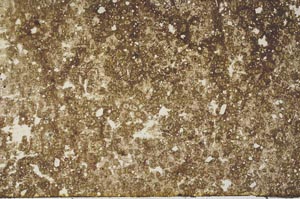 Plane Polarized, S61672