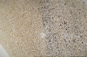 Plane Polarized, S61682